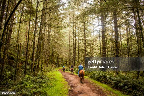 caucasian ranchers riding horses in forest - thoroughbred lane stock pictures, royalty-free photos & images