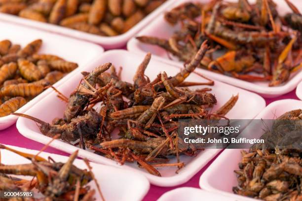 plates of insects for sale in market - insetto foto e immagini stock