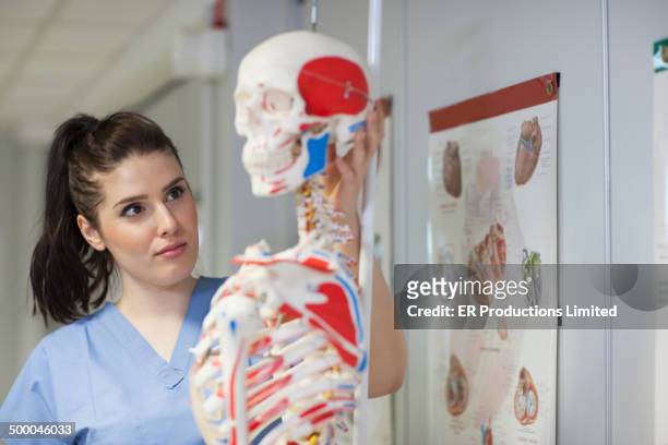 nurse examining skeleton in doctor's office - membro parte do corpo - fotografias e filmes do acervo