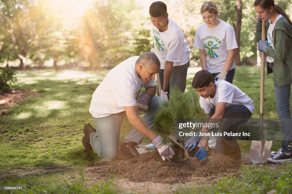 Volunteers planting tree in urban park