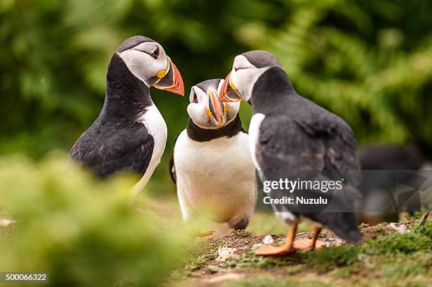 three puffins appearing to converse together in a huddle - espèces en danger photos et images de collection