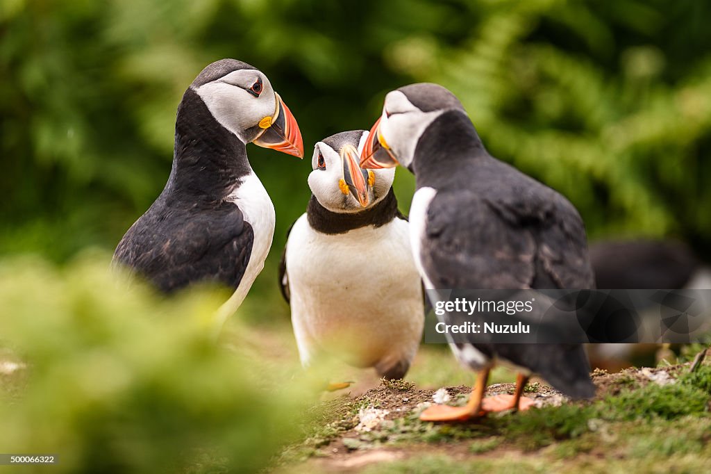 Three puffins appearing to converse together in a huddle