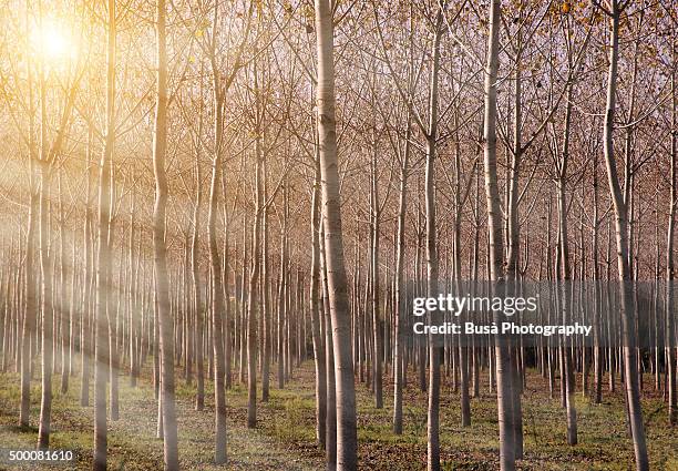 white poplar tree nursery in tuscany, italy - tree farm stock-fotos und bilder