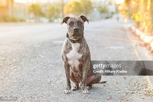 dog sitting in the road - brindle stock pictures, royalty-free photos & images