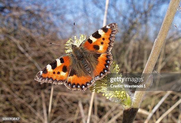 austria, vorarlberg, small tortoiseshell butterfly, aglais urticae, on pussy willow - vorarlberg imagens e fotografias de stock