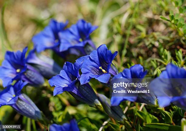 austria, vorarlberg, biosphere reserve grosses walsertal, stemless gentian, gentiana acaulis - vorarlberg imagens e fotografias de stock