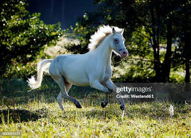 germany, welsh pony galloping - welsh pony stockfoto's en -beelden