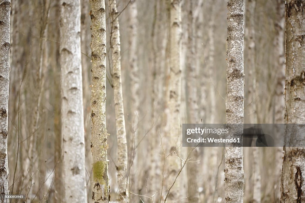 Birch trees in winter, close-up