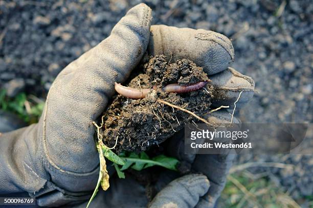germany, bavaria, wuerzburg, earthworm, organic gardening - aardworm stockfoto's en -beelden