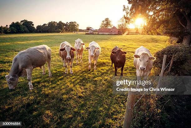 summer evening dairy herd - vache laitière photos et images de collection
