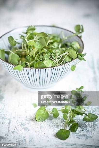 common watercress in bowl - watercress stock pictures, royalty-free photos & images