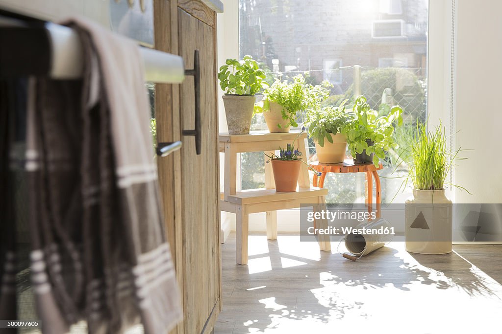 Herbs in flowerpots at the kitchen window