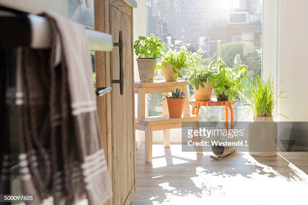 herbs in flowerpots at the kitchen window - kitchen window stock-fotos und bilder