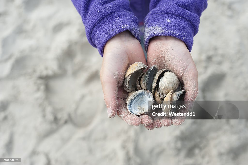 Denmark, Jutland, Vejers, hands with mussels