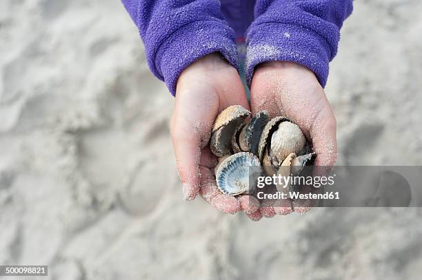 denmark, jutland, vejers, hands with mussels - animal shell stock pictures, royalty-free photos & images