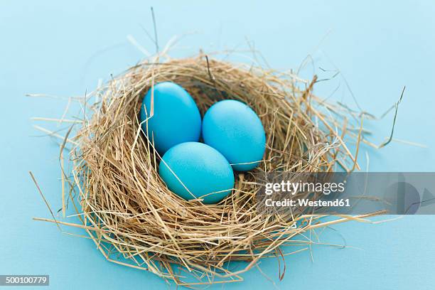 coloful easter eggs in nest, studio shot - nest egg stockfoto's en -beelden