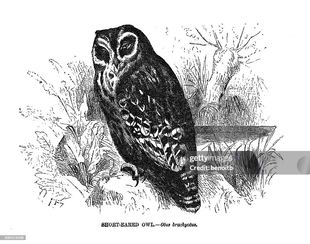 Short-eared owl