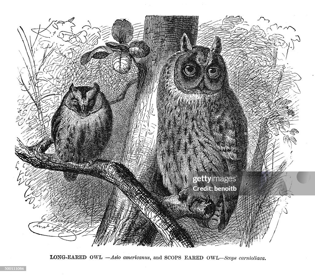 Long-eared owl and Scops Eared Owl