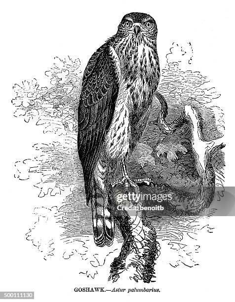 Goshawk Pattern Goshawks Photos and Premium High Res Pictures - Getty Images