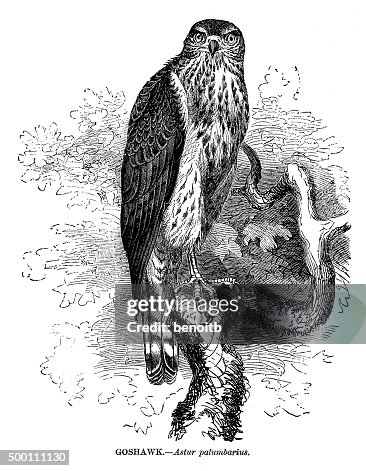 Goshawk Goshawk