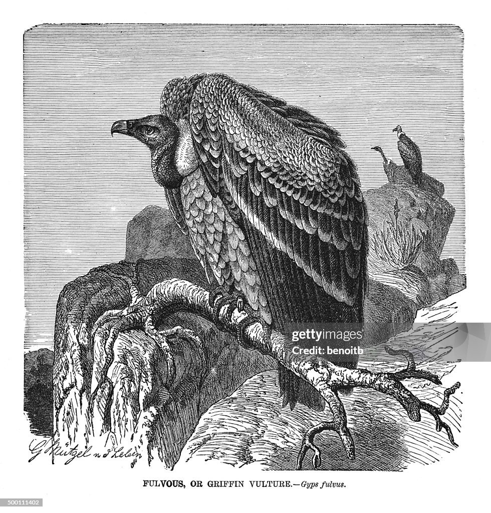 Griffin vulture