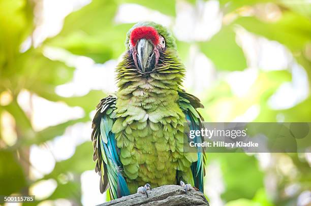macaw ruffling feathers - ruffling stock pictures, royalty-free photos & images