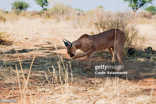 beautiful caracal (medium-sized wild cat) walking in the bushes, namibia, southern africa - windhoek safari photos et images de collection