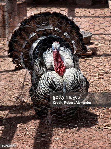Tom Ruffles A male turkey, or tom, ruffles his feathers at the Hubbell Trading ...