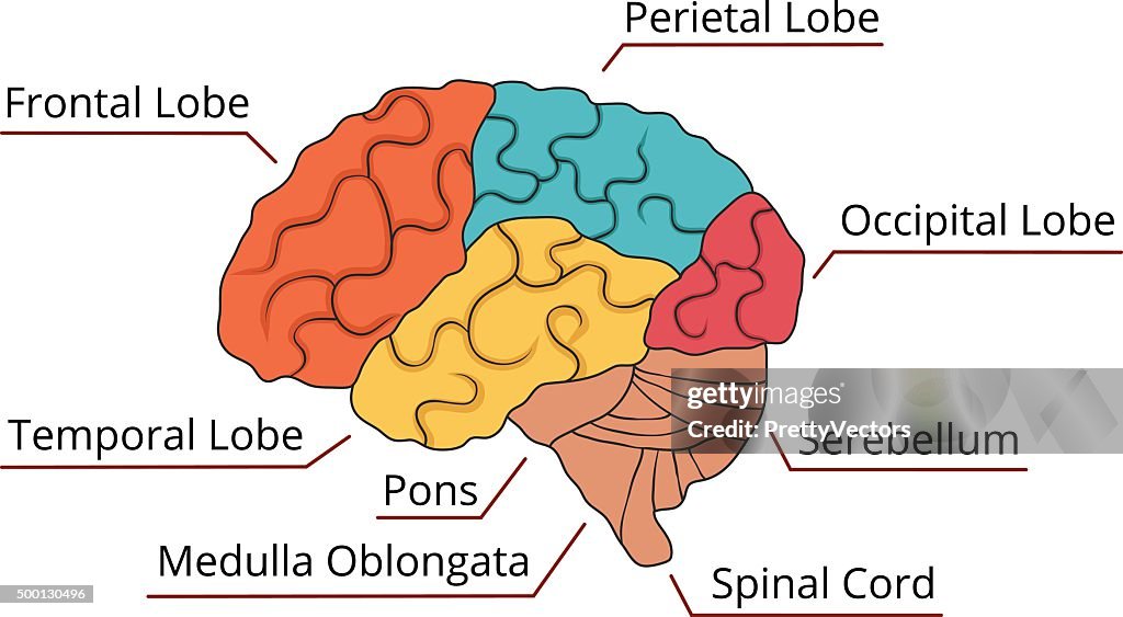 Brain Function Diagram Vector Illustration High-Res Vector Graphic ...