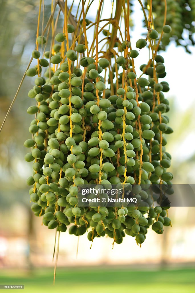Un Ripe Date Unripe Green Dates In Tree High-Res Stock Photo - Getty Images