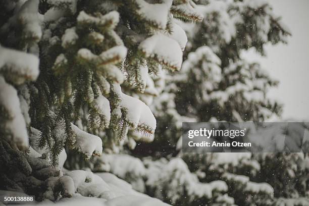 snowy pine tree - sioux falls stock pictures, royalty-free photos & images