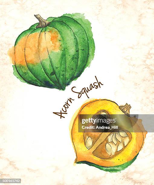 acorn squash vector illustration painted in watercolor - pumpkin seeds on white stock illustrations