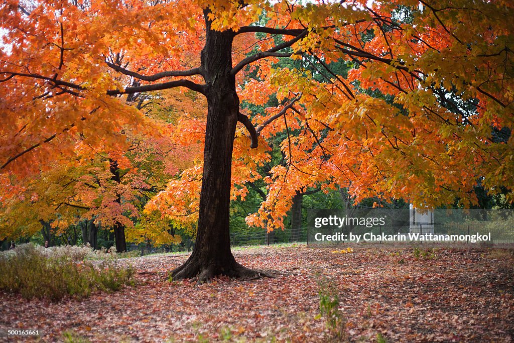 Colourful Tree, Autumn in Central Park, NYC