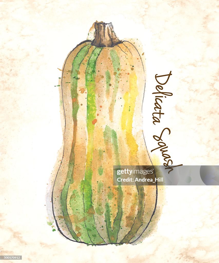 Delicata Squash Vector Illustration Painted in Watercolor