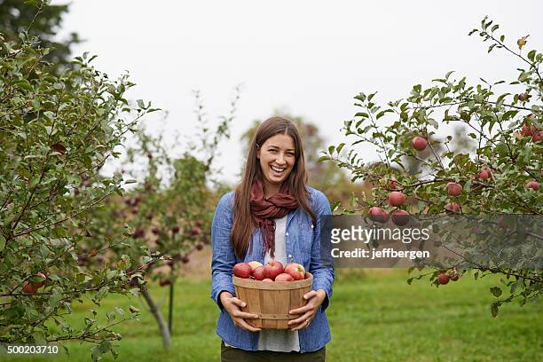 it's apple picking season! - apple picking stockfoto's en -beelden