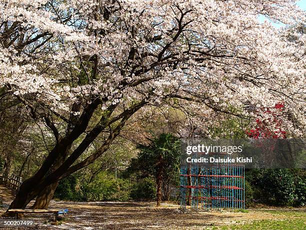 the playground in spring time - kanagawa prefecture stock pictures, royalty-free photos & images