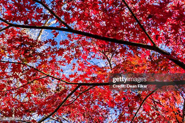 vivid red japanese maple tree - us botanic garden stock-fotos und bilder