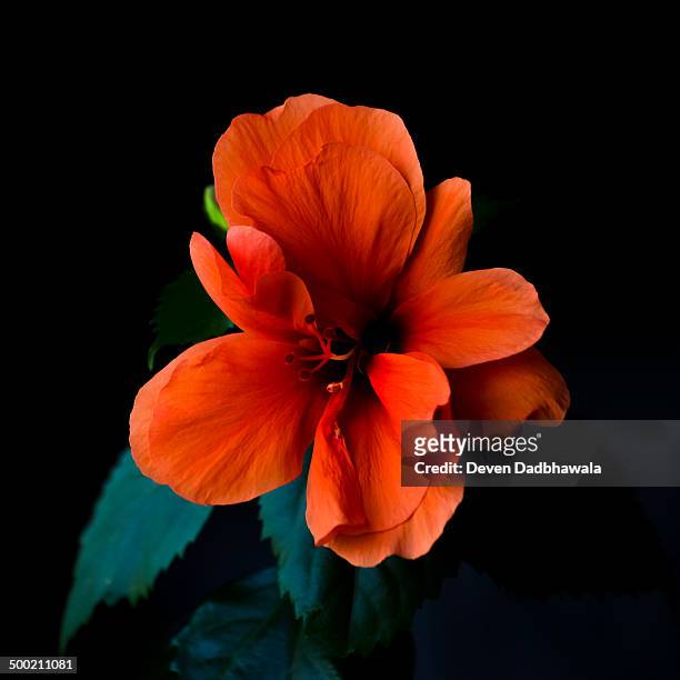hibiscus - hibiscus petal stock pictures, royalty-free photos & images