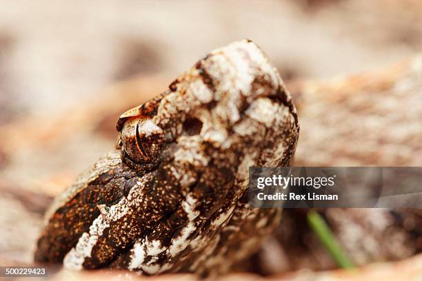 macro nature photography - pigmy rattlesnake stock pictures, royalty-free photos & images