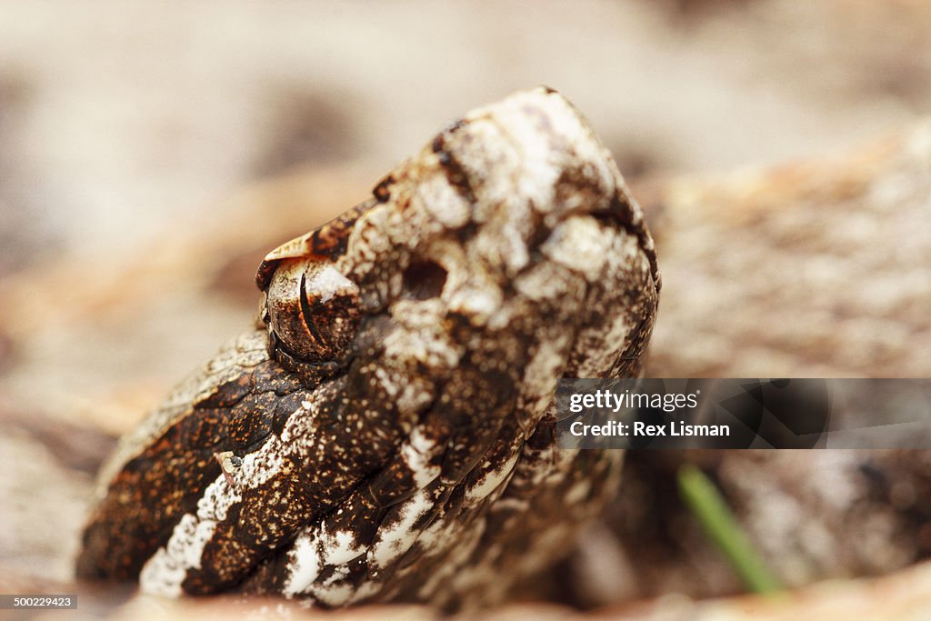 Macro Nature Photography