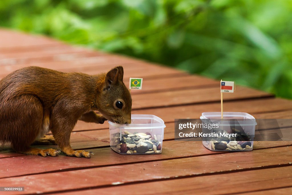 Pet Predictions: World Cup Matches