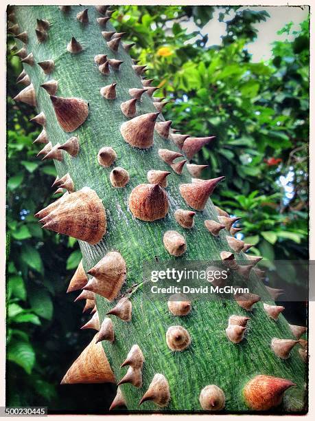 macro nature photography - ceiba speciosa stock pictures, royalty-free photos & images