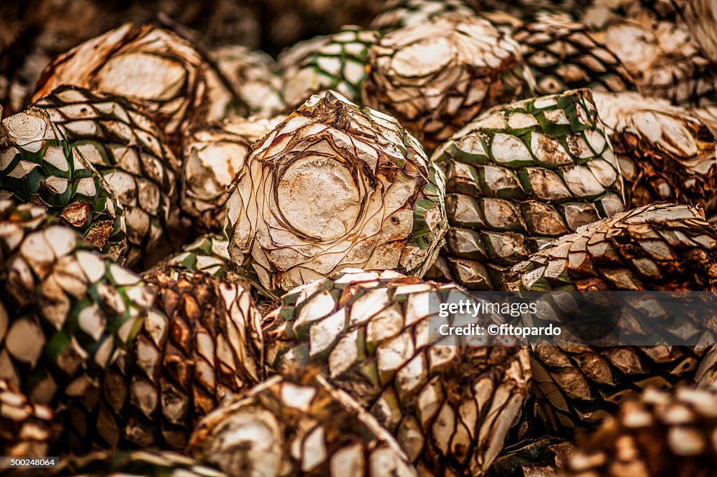 Agave azul (blue agave)