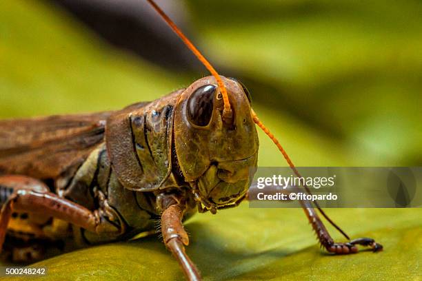 macro photography - lubber grasshopper bildbanksfoton och bilder