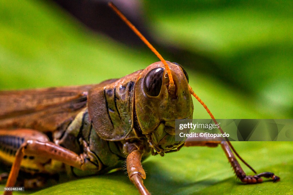 Macro photography