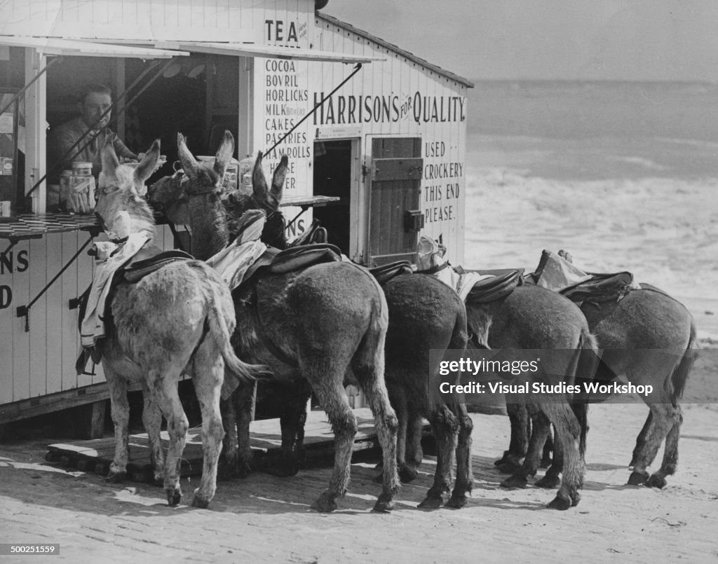 Donkeys Gather At Tea Stall