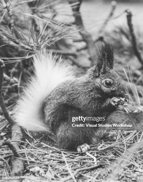 White tailed squirrel that is native only in America to the Kaibab National Forest located on the North Rim of the Grand Canyon, early to mid 20th...