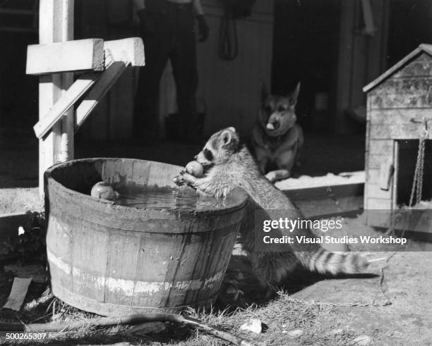 Joe, the pet raccoon and mascot over the Howard Cots Stable of thoroughbreds, eating an apple out of a bucket, Arcadia, California, early to mid 20th...