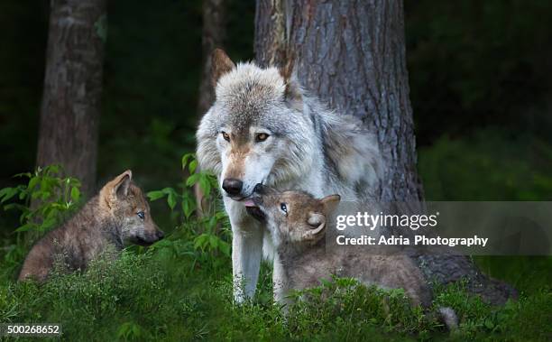 mother grey wolf with young pups - wolf cub stock pictures, royalty-free photos & images