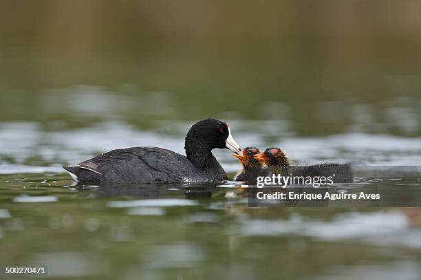 american coot - amerikanisches blässhuhn stock-fotos und bilder